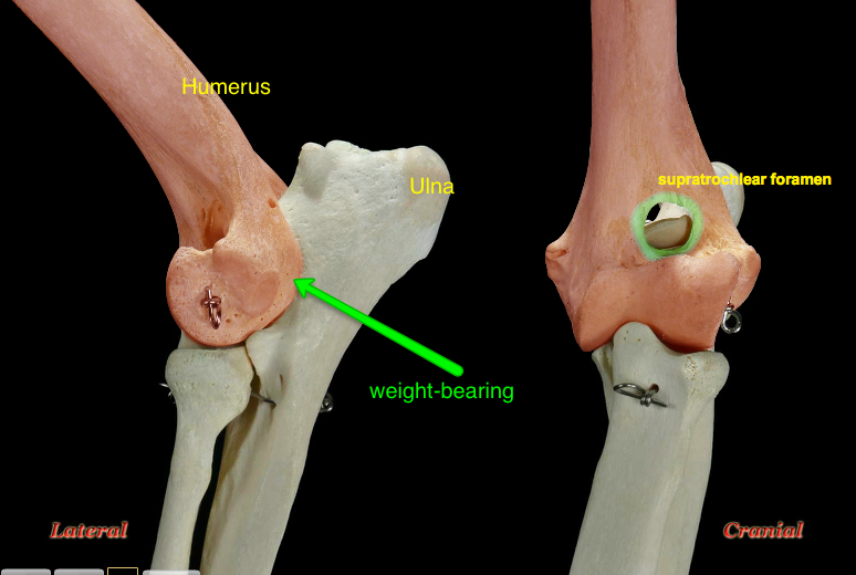 H&E 14.1 Anatomy of the elbow – INSTITUTE OF CANINE BIOLOGY