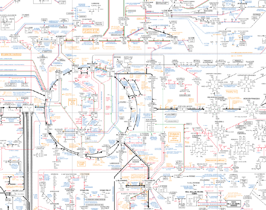 Карта метаболизма биохимия