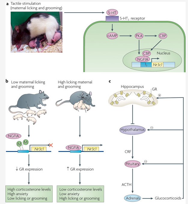 B&P 11.3 – Epigenetics And Behavior