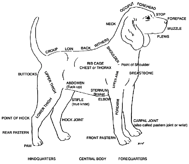 Biology of Dogs 12.2 Anatomy and Locomotion (part 1)